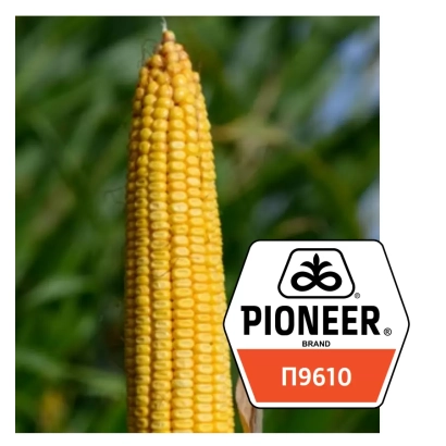 Кукуруза Pioneer P9610 - Фривол (РПГ 9610)