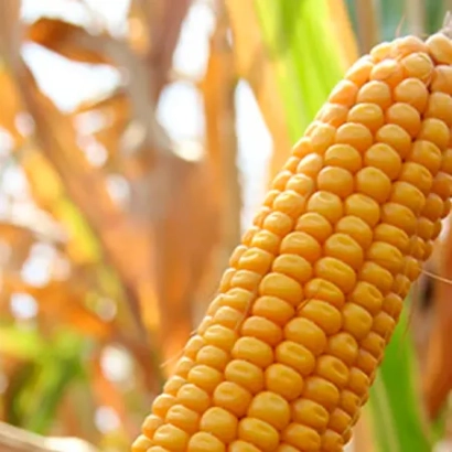 Свежий початок кукурузы на фоне листьев - Фродо