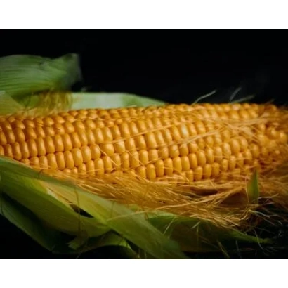 Свежий початок кукурузы на черном фоне - ФС 3521