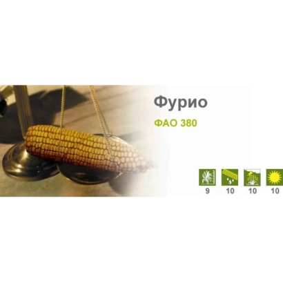 Кукуруза Фурио ФАО 380 на фоне с иконками характеристик