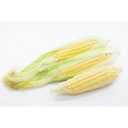 Три початка кукурузы сорта Футура на белом фоне
