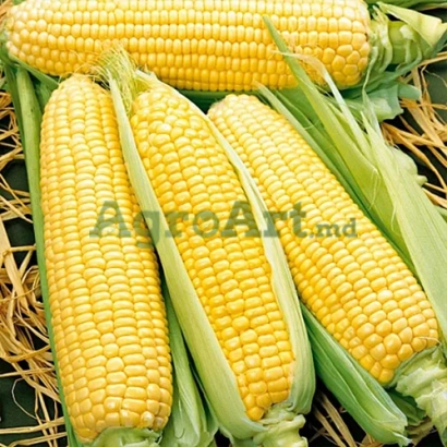 Свежие желтые початки кукурузы на соломе - ФВИ 642