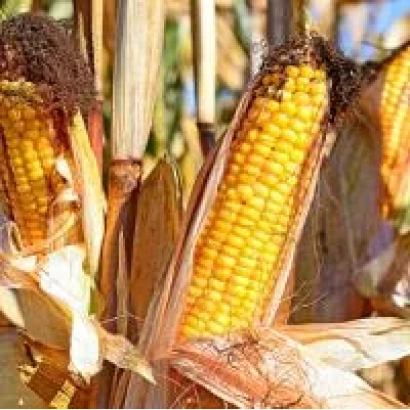 Mature corn on stalk - FVI 642 CM