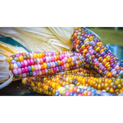 Стовпці кукурудзи ГАБІ з різнокольоровими зернами