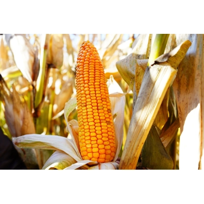 Золотой початок кукурузы Галекс на фоне листьев