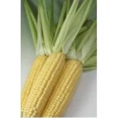 Два початка кукурузы с зелёными листьями на белом фоне - Гиас 182 СВ