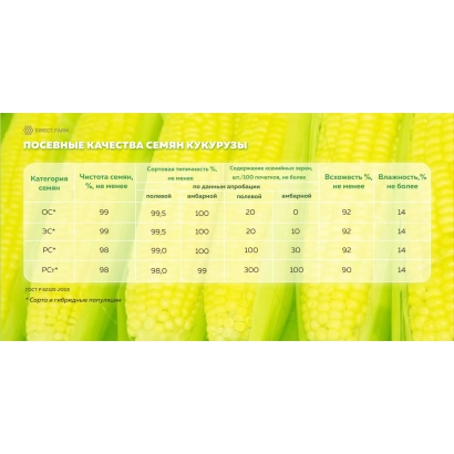 Документ с таблицей характеристик гибрида кукурузы ГК 175 Х ГК 153 на фоне початков