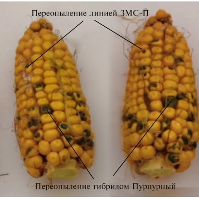 Два початка кукурузы гибрида ГК 175 Х ГК 159 с указанием пересыпания линиями ЗМС-П и гибридом Пурпурный