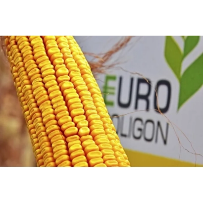 Желтая кукуруза сорта EURO POLIGON на фоне упаковки - ГК 179