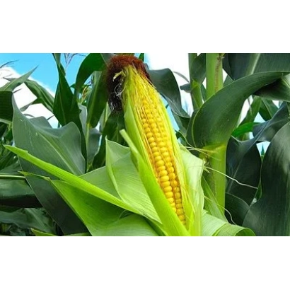 Ripe corn cob GC 57 against green leaves