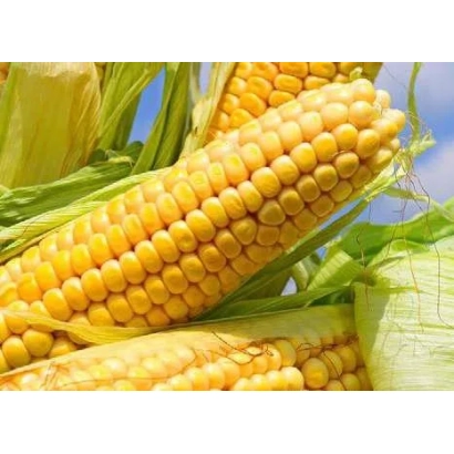 Fresh corn on a sky background - GC 79 MV