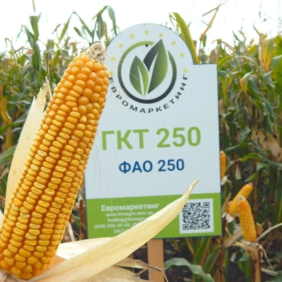 Seed packaging for corn GKT 250 with an ear of corn on a field background