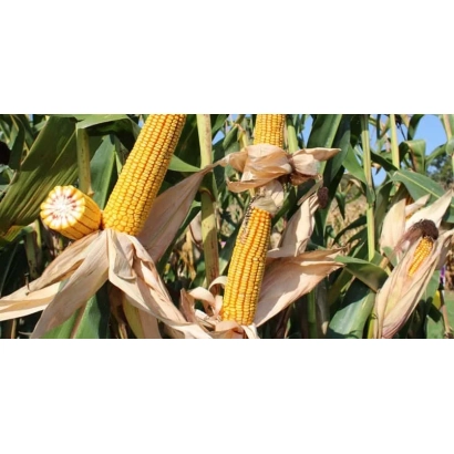 Свежая кукуруза на стебле с листьями - Глорифи Кс