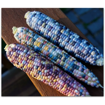 Три початки кукурузи ГОЧИ | ГОЧІ | GOCHEE на дерев'яній дошці