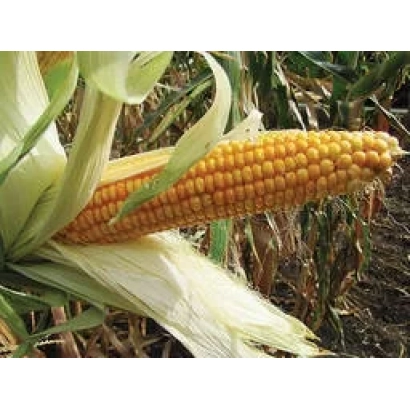 Golden corn cob on a background of leaves - Gold 300