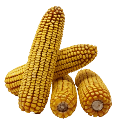 Yellow corn cobs on a white background - Grace