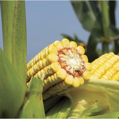 Кукуруза на стебле на фоне листьев - Григорив 270 СВ