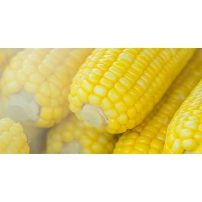 Желтые початки кукурузы на белом фоне - Громада
