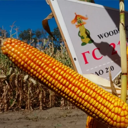 Кукурудза ГС 210 на фоні поля з ярликом