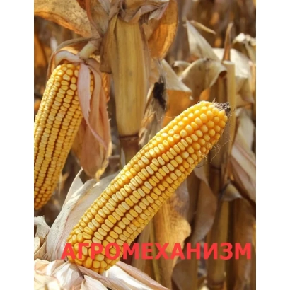 Золотые початки кукурузы на фоне засохших листьев с надписью АГРОМЕХАНИЗМ - ГС 330