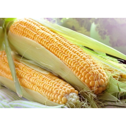 Два початка кукурузы ГС 365 на фоне зелени