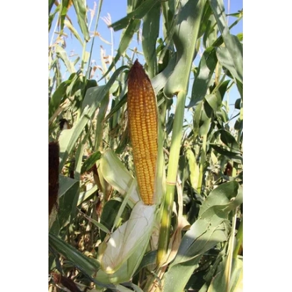 Зрілий початок кукурудзи сорту ГС 370 на тлі листя