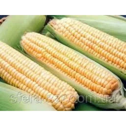 Три початки кукурудзи сорту ГС 380 на зелених листках