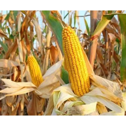 Золотистые початки кукурузы ГС 415 на фоне засохших листьев