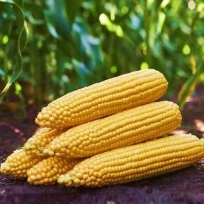 Свіжі початки кукурудзи на фоні зелених листя - ГС 500