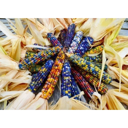 Свежие початки кукурузы ГИМОВ | ГІМОВ | GUIMAUVE / GIMO