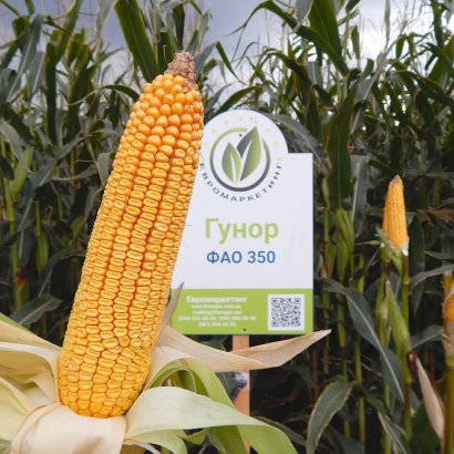 Кукуруза Гунор ФАО 350 на фоне поля