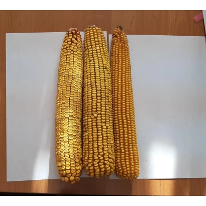Три початка кукурузы сорта ХА 7-2 ВМ на белой бумаге