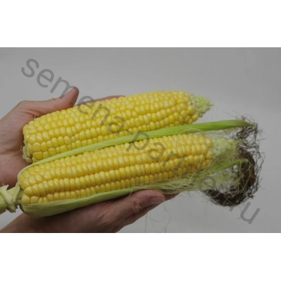 Рука держит два початка кукурузы сорта ХА Квинта