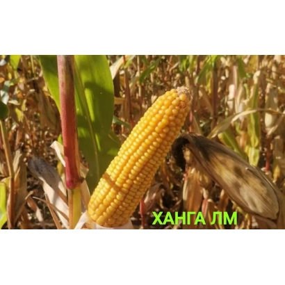 Золотой початок кукурузы ХАНГА ЛМ на фоне поля
