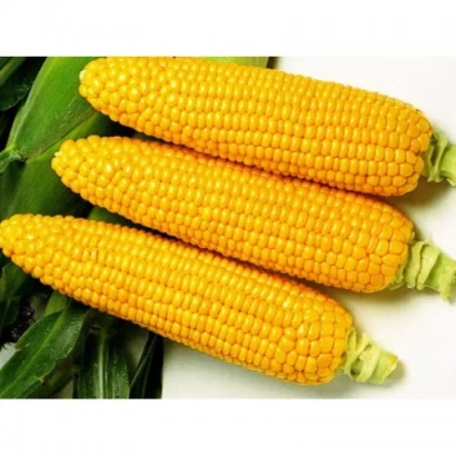 Три желтых початка кукурузы на зеленом фоне - Ханни