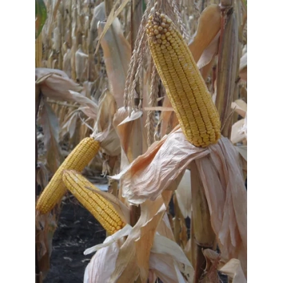 Созревшая кукуруза в поле - Харькивский 311 МВ