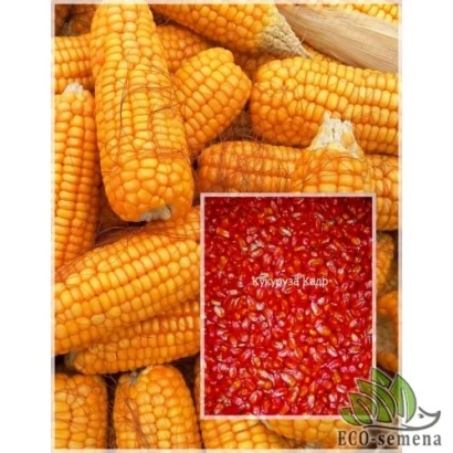 Колоски кукурузы с красным семенным материалом в центре - ХАРЬКОВСКАЯ 126 МВ