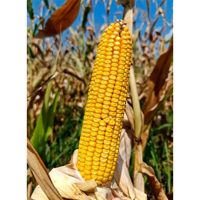 Желтая кукуруза на фоне поля - Харьковский 199 МВ