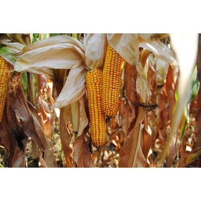 Зріла кукурудза на стеблі - ХАРКІВСЬКИЙ 40 М
