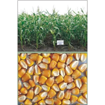 Колоски кукурудзи сорту Харківський 195 МВ на фоні поля