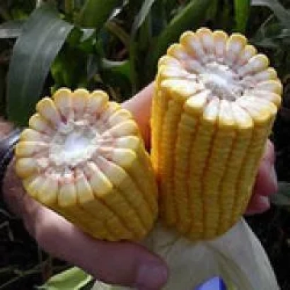 Кочан кукурузы сорта Харьковский 315 МВ в руке на фоне листьев