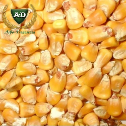 Желтые зерна кукурузы на фоне - Харьковский 325 МВ