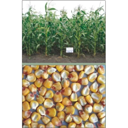 Кукуруза Харьковский 340 МВ: верхняя часть — поле кукурузы с табличкой, нижняя — зерна кукурузы