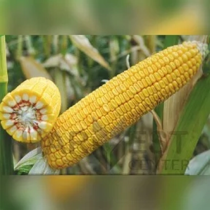 Свежий початок кукурузы на фоне поля - Харвет