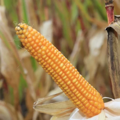 Зрілий кукурудзяний початок на тлі поля - ХМВ 5408 X ХМВ 5409