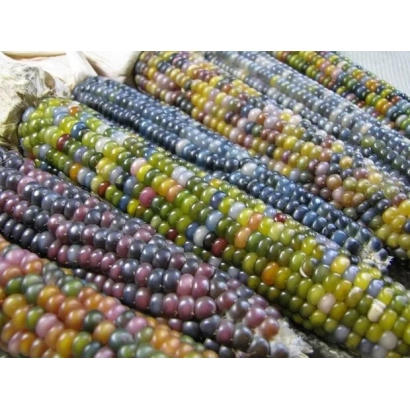 Кукуруза с разноцветными зернами на стеблях - Хогар