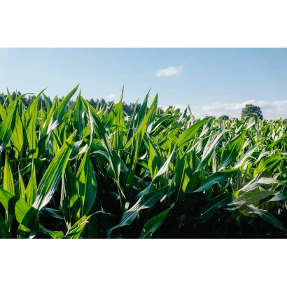 Поле кукурузы на фоне голубого неба - ХОНОРИН