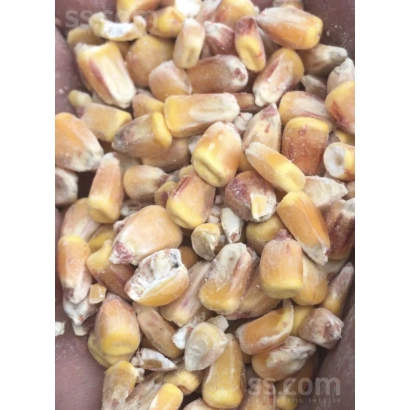 Крупный план желтых зерен кукурузы Хунта