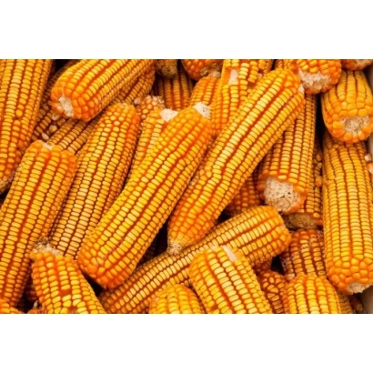 Свежие початки кукурузы - ХЗ 2 Г 0702