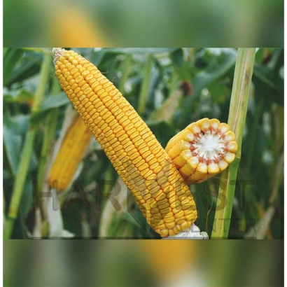 Свежая кукуруза на стебле с разрезом зерна - И 3311